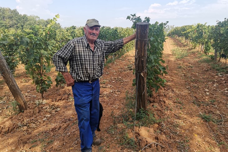Romeo Licul Fuhtar ima 35 hektara zemlje i sedam hektara vinograda (Snimio Branko Biočić)